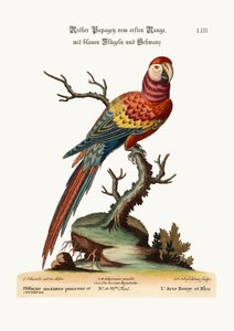 红色和蓝色的Maccaw，1749-73